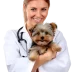 um-veterinario-segura-um-cao-yorkshire-terrier.webp
